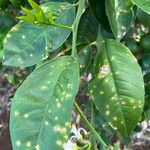 Citrus × latifolia Leaf