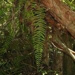 Goniophlebium subauriculatum Habitat