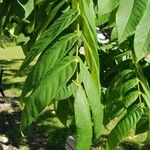 Juglans mandshurica Hoja