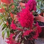 Amaranthus cruentusFlower