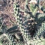 Cylindropuntia imbricata Folha
