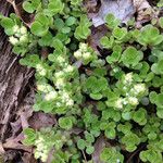 Sedum ternatum পাতা