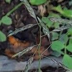 Eragrostis cilianensis Kvet