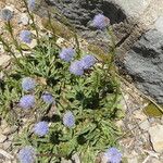 Globularia vulgaris Libunga