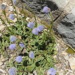 Globularia vulgaris Habitus