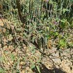 Solanum pyracanthos Hostoa