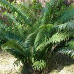 Encephalartos villosus Folha