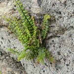 Asplenium trichomanes Συνήθη χαρακτηριστικά