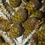 Raphia textilis Fruto