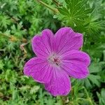 Geranium sanguineumКвітка