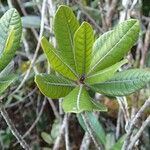 Pleioluma lasiantha Folio