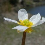Ranunculus peltatus Blomma