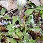 Antennaria neglecta عادت داشتن