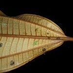 Miconia punctata Deilen