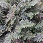 Polystichum polyblepharum Hábito