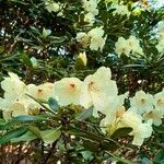 Rhododendron yakushimanum Květ