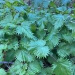 Urtica pilulifera Blatt