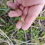 Cerastium semidecandrum Cvet