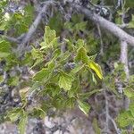 Quercus berberidifolia Ліст