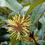 Trichocladus crinitus Flower