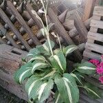 Hosta plantaginea Цветок
