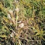 Andropogon bicornis Leaf