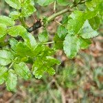 Zanthoxylum clava-herculis Hoja