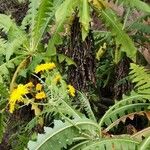 Sonchus canariensis Habitus