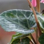 Cyclamen persicum পাতা