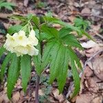 Cardamine kitaibelii 叶