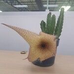 Stapelia gigantea Cvet