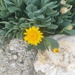 Hertia cheirifolia Kvet