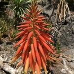 Aloe brevifolia Цветок