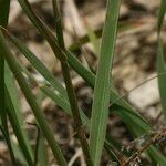 Phleum phleoides Hoja