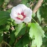 Hibiscus syriacusFlower