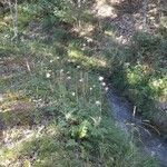 Cirsium tuberosum Habitat