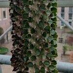 Alluaudia ascendens Hoja