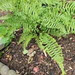 Dryopteris oreades Blad