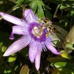 Passiflora amethystinaFlower