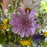 Scabiosa lucida Flower