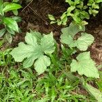 Dorstenia contrajerva Leaf