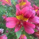 Alstroemeria aureaFiore