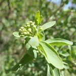 Montinia caryophyllacea Kukka