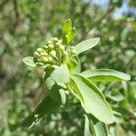 Montinia caryophyllacea പുഷ്പം