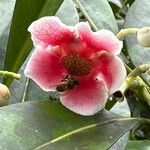 Clusia valerii Flower