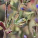 Veronica triphyllos Fruit