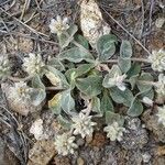 Gomphrena caespitosa عادت داشتن