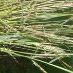 Bothriochloa ischaemum Характер