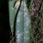 Octomeria costaricensis ഇല