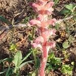 Orobanche pubescens Кветка